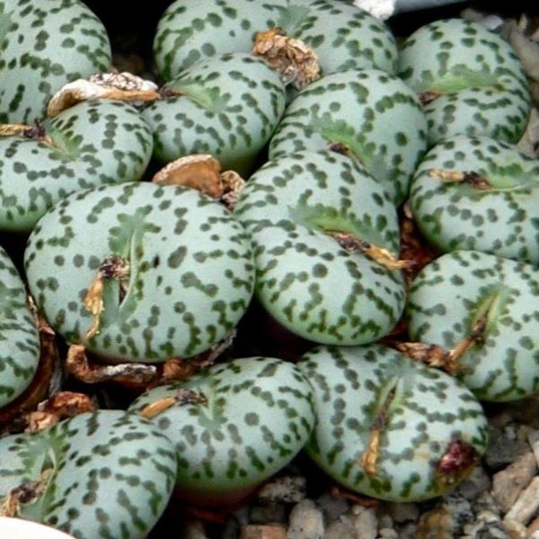 Изображение Конофитум обратносердцевидный  - Conophytum obcordellum