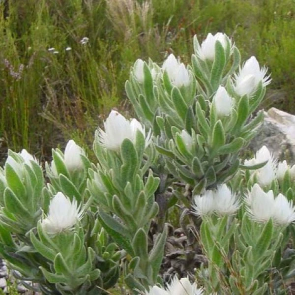 Изображение Синкарфа одетая  - Syncarpha vestita 