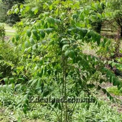 Изображение молодое растение