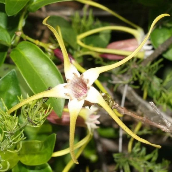 Строфант жовтуватий - Strophanthus luteolus 