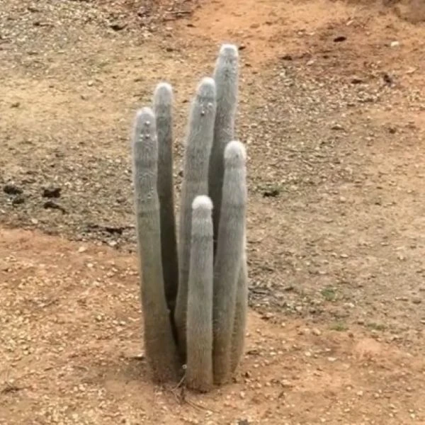 Зображення Клейстокактус Штрауса - Cleistocactus strausii 