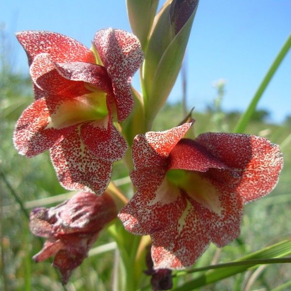 Зображення Гладіолус Еклона - Gladiolus ecklonii 