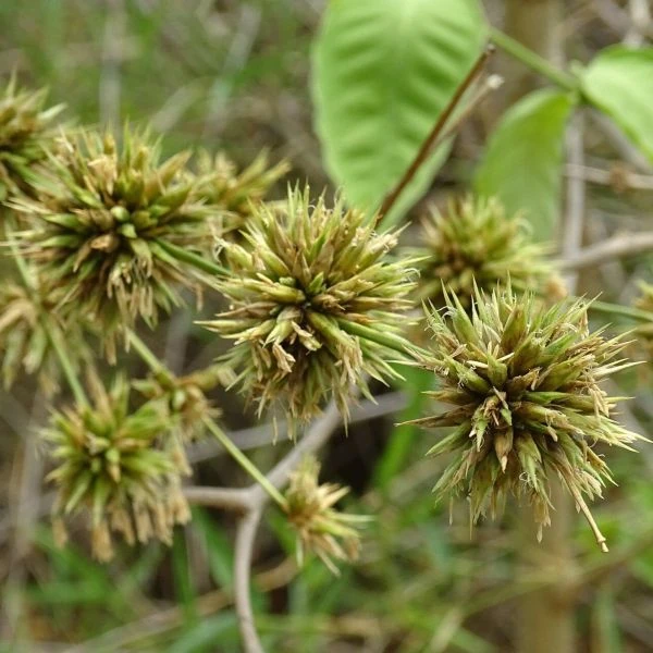 Изображение Дендрокаламус прямой - Dendrocalamus strictus 