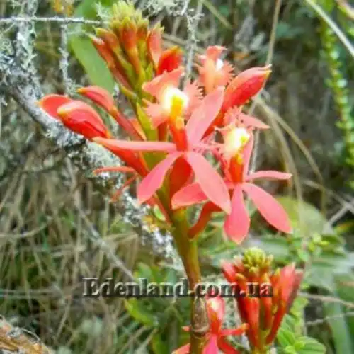 Изображение Эпидендрум однобокий  - Epidendrum secundum 