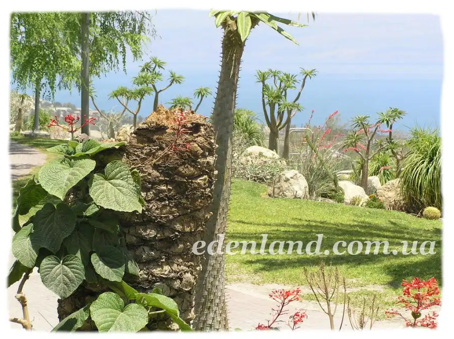 Ботанічний сад Ейн-Геді