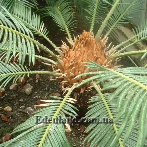Изображение Цикас поникающий - Cycas revoluta