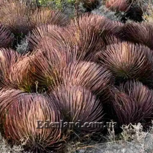 Изображение Агава сжатая красная - Agave stricta Rubra