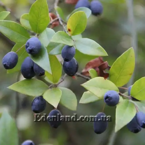 Изображение Мирт обыкновенный - Myrtus communis