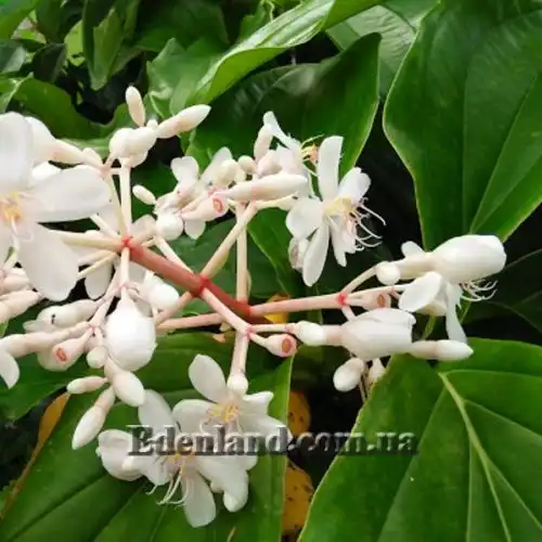 Зображення Медініла білоквіткова - Medinilla albiflora