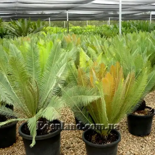 Изображение Диоон съедобный - Dioon edule