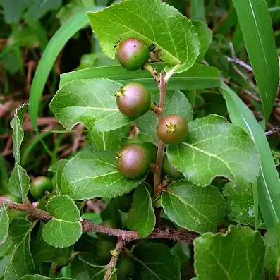 Изображение созревающие плоды