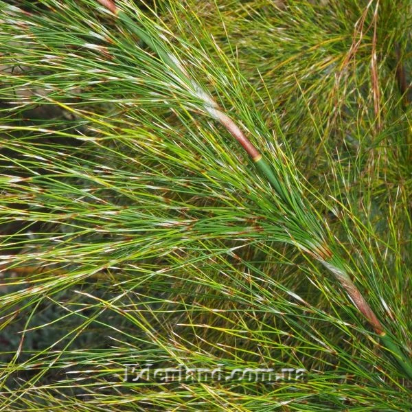 Изображение Родокома гигантская  - Rhodocoma gigantea