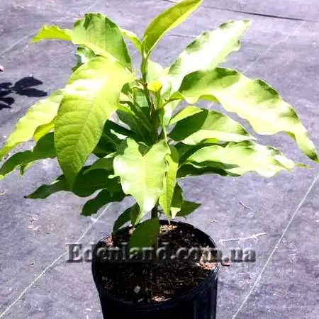 Изображение молодое растение