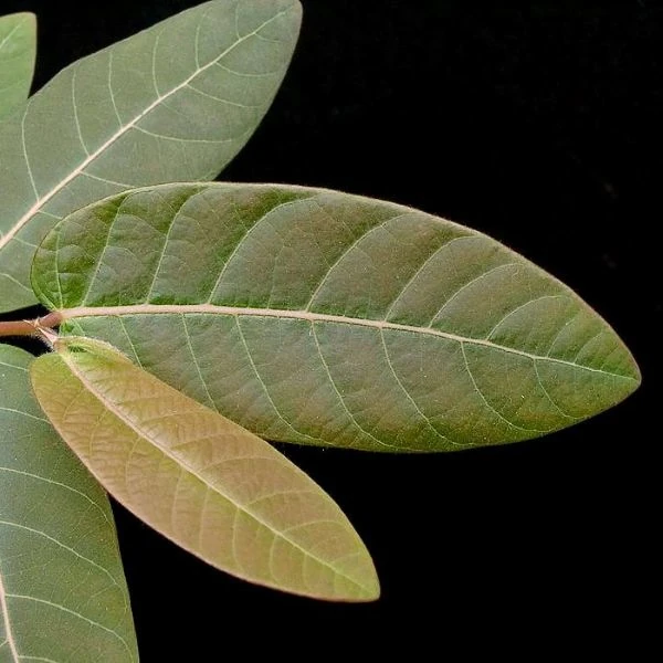 Зображення Філантус чудовий - Phyllanthus mirabilis 