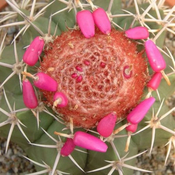 Изображение Мелокактус Нери  - Melocactus neryi