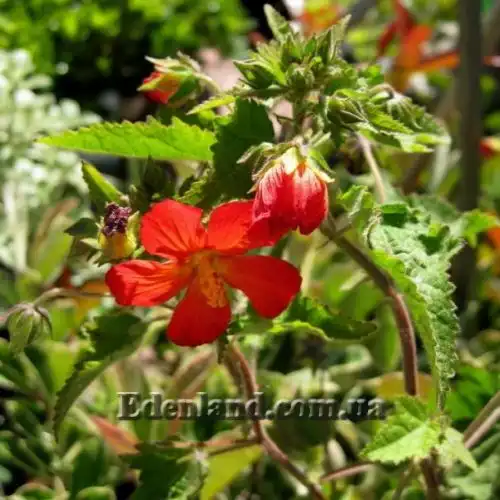 Зображення Павонія місії - Pavonia missionum