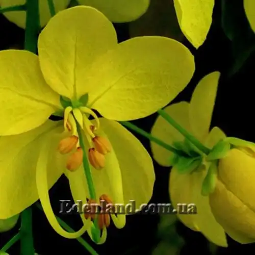 Зображення Касія трубчаста - Cassia fistula 