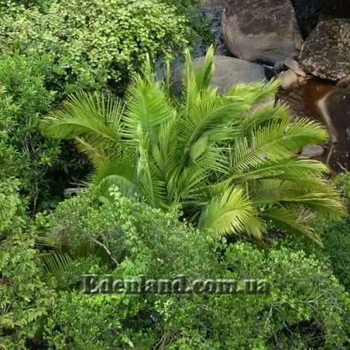 Изображение Дипсис волокнистый - Dypsis fibrosa