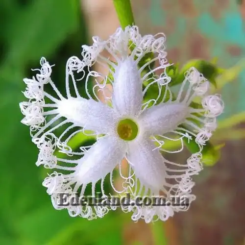 Изображение Трихозант, змеевидный огурец - Trichosanthes cucumerina