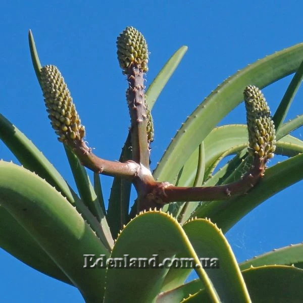 Зображення початок цвітіння