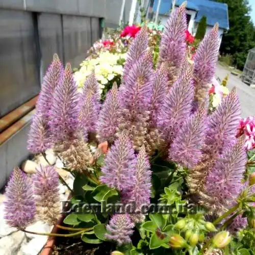 Изображение Птилотус возвышенный - Ptilotus exaltatus