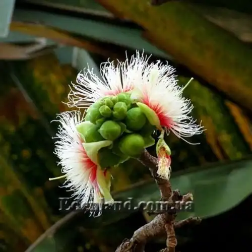 Изображение Карея древесная - Careya arborea