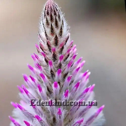 Изображение Птилотус возвышенный - Ptilotus exaltatus