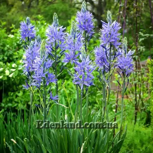 Изображение Камассия Лейхтлина - Camassia leichtlinii