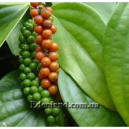 Зображення Перець чорний - Piper nigrum 