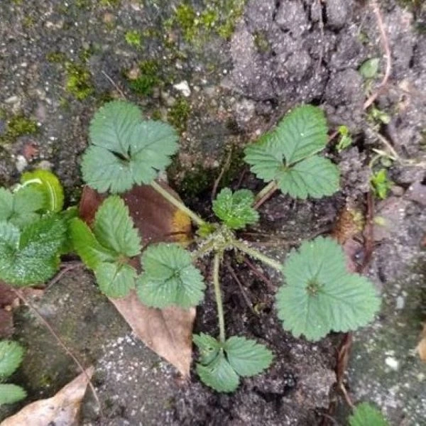Изображение Лапчатка индийская  - Potentilla indica 