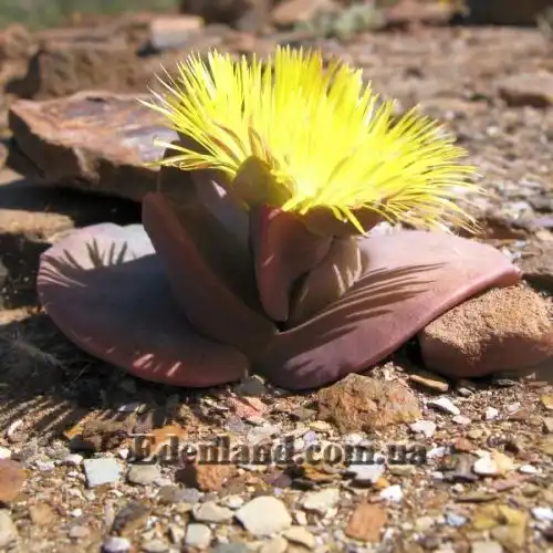Изображение Хейридопсис своеобразный - Cheiridopsis peculiaris