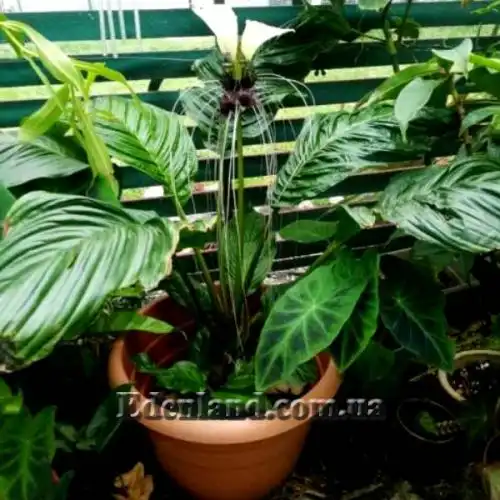Изображение Такка цельнолистная - Tacca integrifolia 