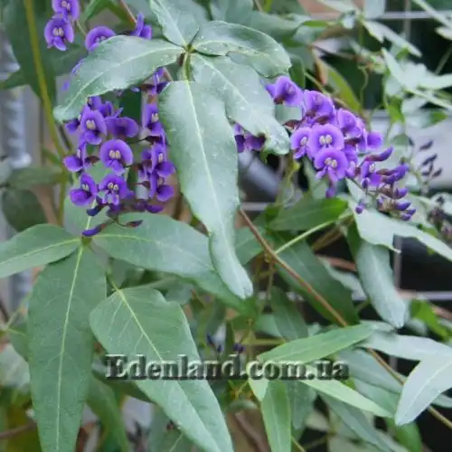 Изображение Гарденбергия Комптона - Hardenbergia comptoniana