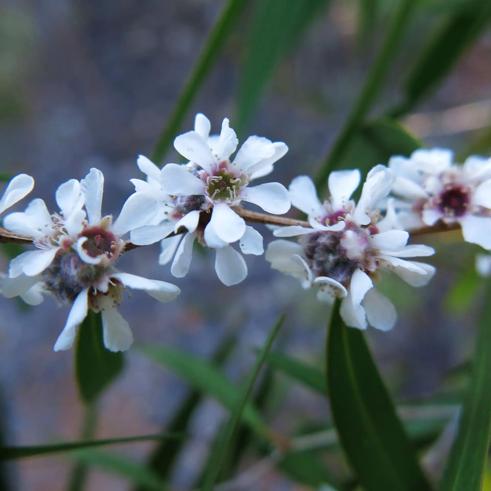 Изображение Агонис изогнутый  - Agonis flexuosa
