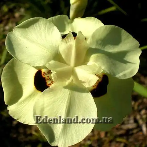 Зображення квітка