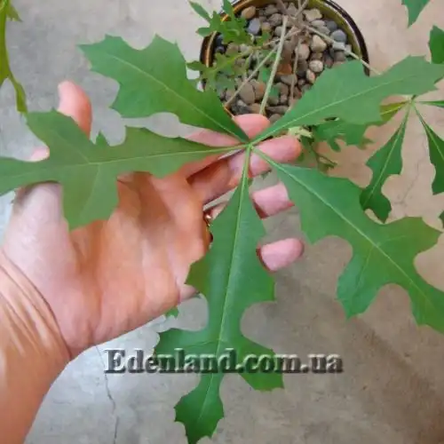 Изображение Куссония метельчатая подвид выемчатая - Cussonia paniculata subsp. sinuata 