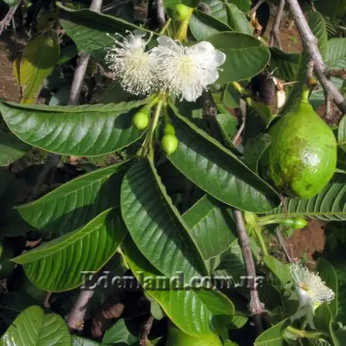 Зображення Псидіум Гуайава - Psidium guajava 