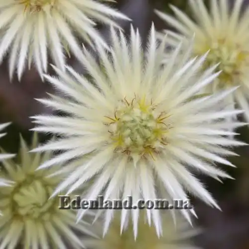 Изображение Филика пернатая - Phylica plumose 