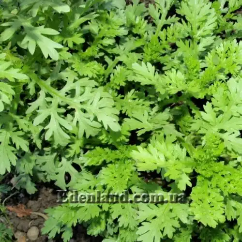 Зображення Хризантема увінчана або овочева - Chrysanthemum coronarium