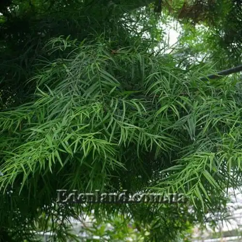 Изображение Афрокарпус серповидный - Afrocarpus falcatus