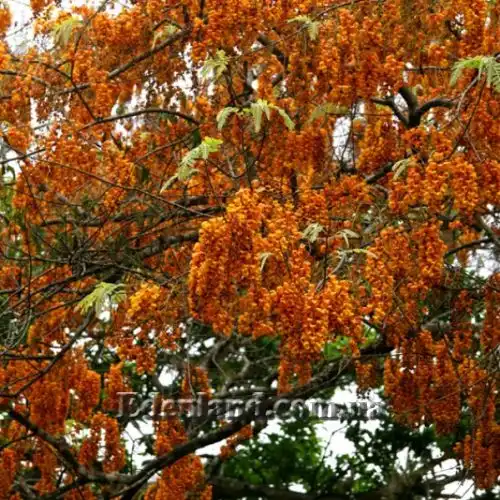 Изображение Кассия мускусная - Cassia moschata