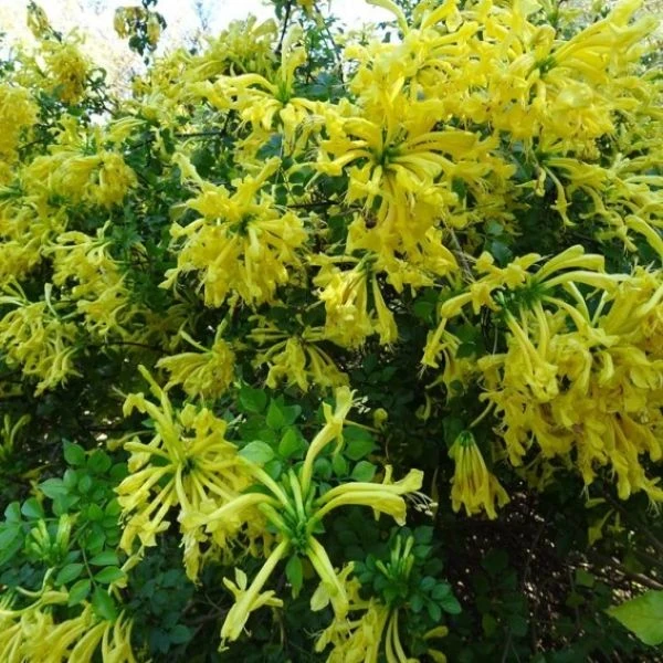 Текомария капская - Tecomaria capensis