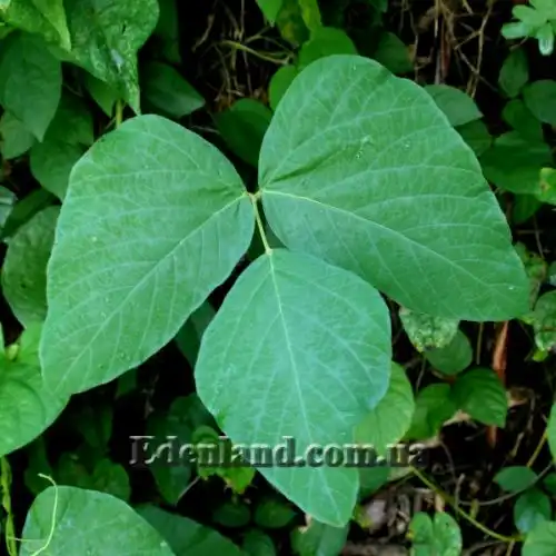 Изображение Мукуна жгучая - Mucuna pruriens