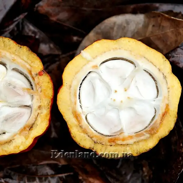 Зображення плод в разрезе