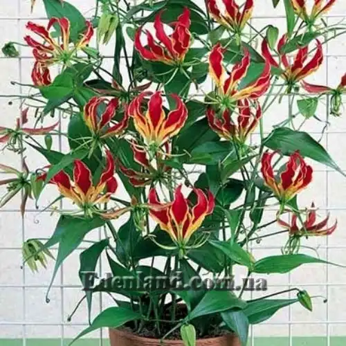 Изображение Глориоза Ротшильда - Gloriosa Rothscildiana