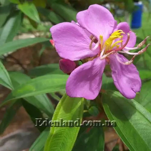 Изображение Меластома малабарская - Melastoma malabathricum