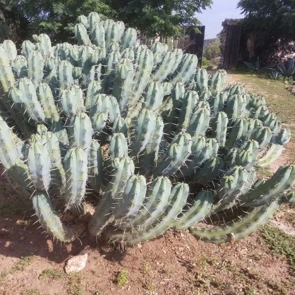 Зображення Міртилокактус геометричний - Myrtillocactus geometrizans 