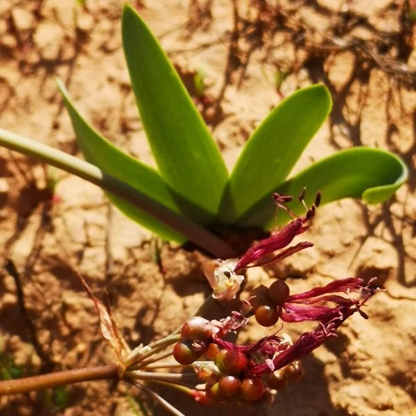 Изображение Струмария усеченная - Strumaria truncata 