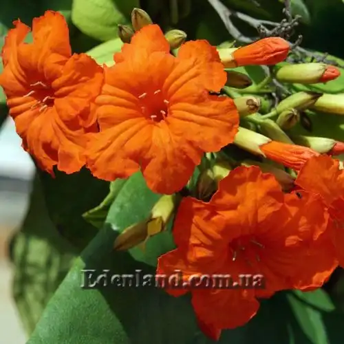 Зображення Кордія Себестена - Cordia sebestena