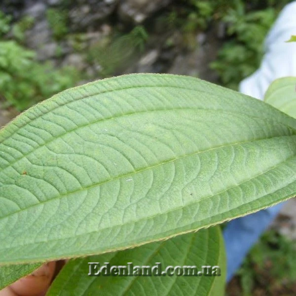 Изображение лист